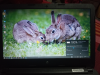 HP core i5 7th gen 8/256 ssd